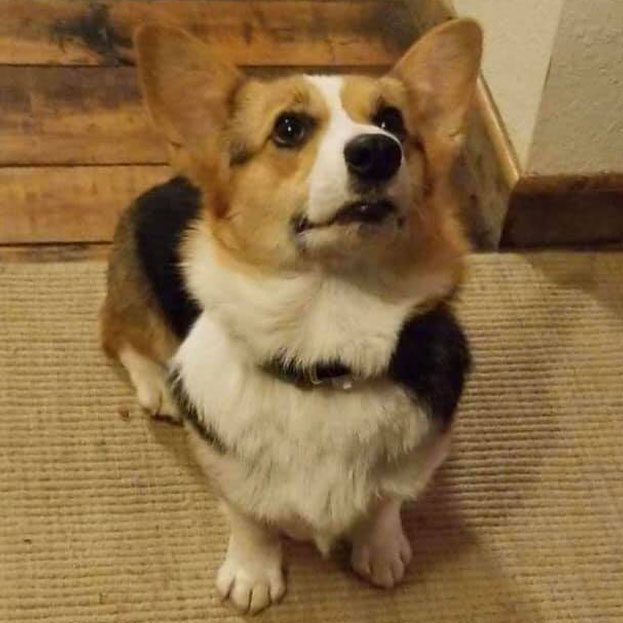 dog44